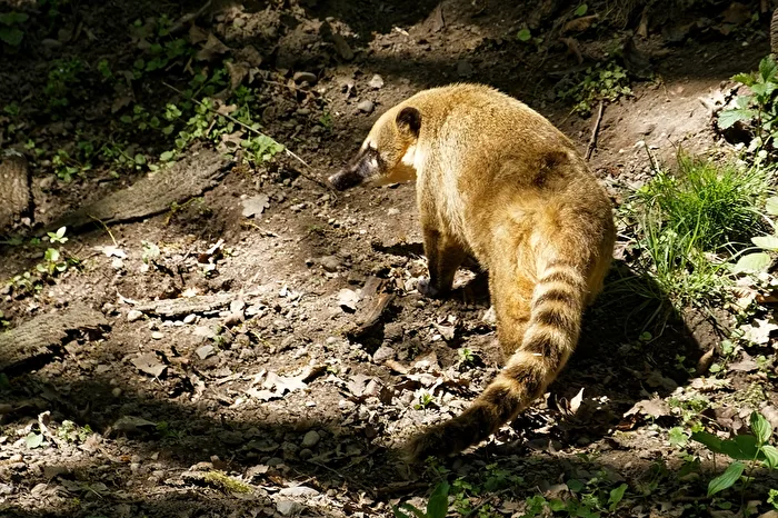 Coati