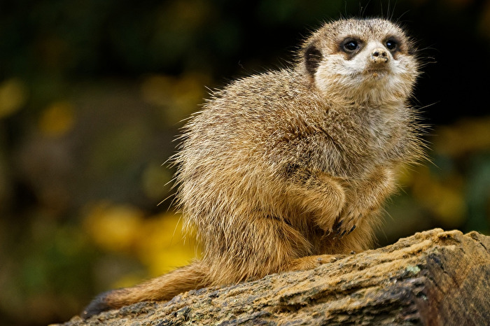 Erdmännchen