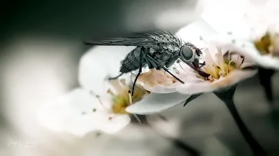 Kleine Fliege