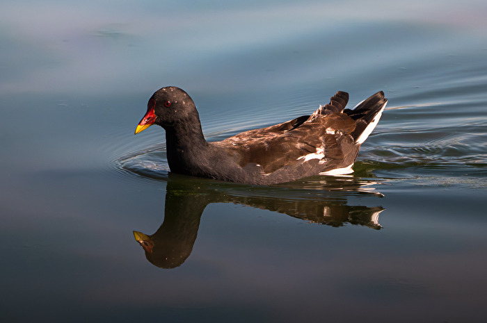 Teichralle (auch Teichhuhn)