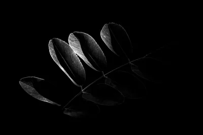 The Light in the Darkness