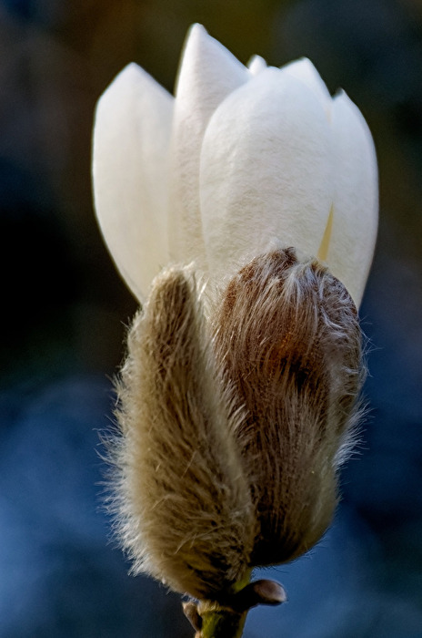 Magnolie