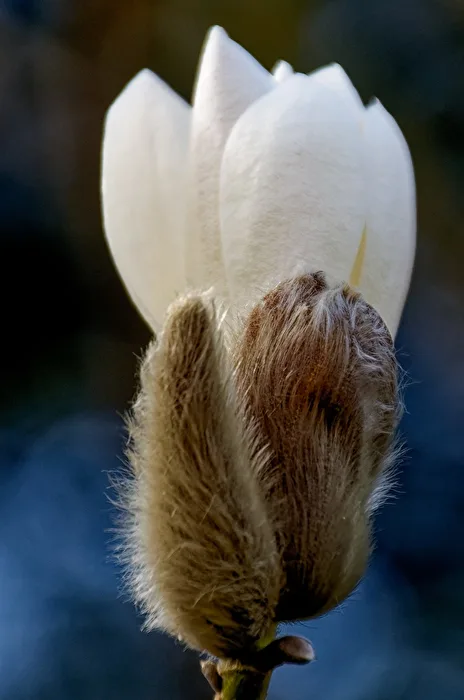 Magnolie