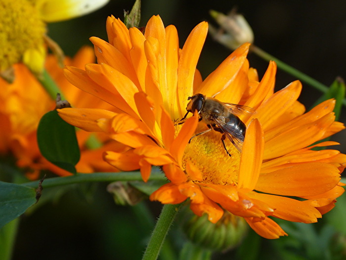 Ringelblume und Besucher