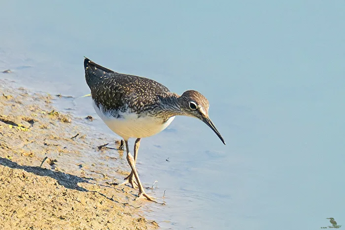 Bruchwasserläufer