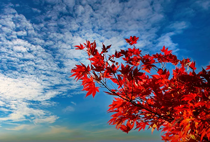 Blau - Rot