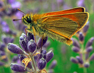 Dickkopffalter