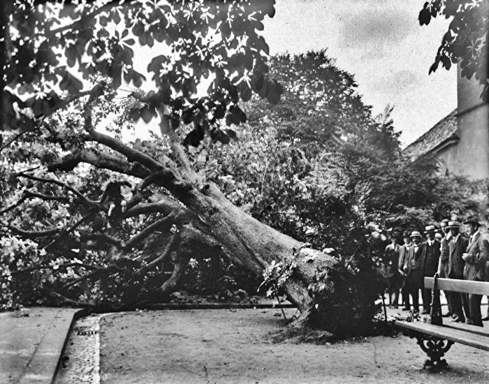 Baum Fällt