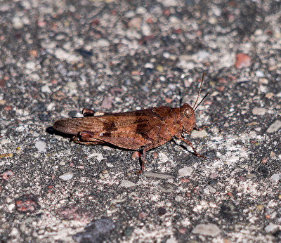BLAUFLÜGELIGE SANDSCHRECKE