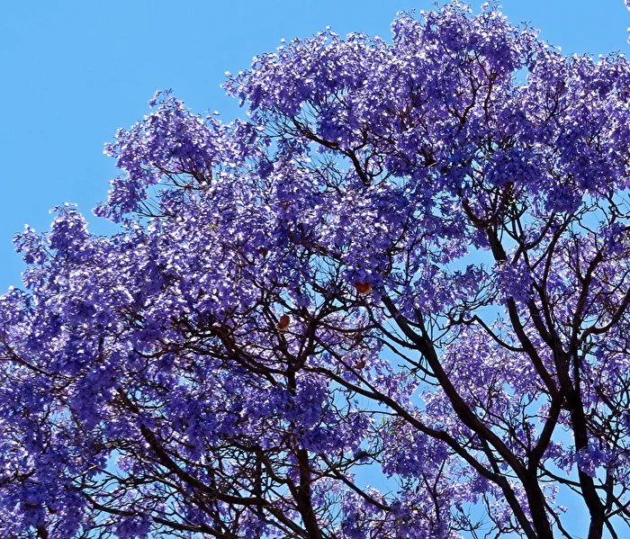 Jacaranda