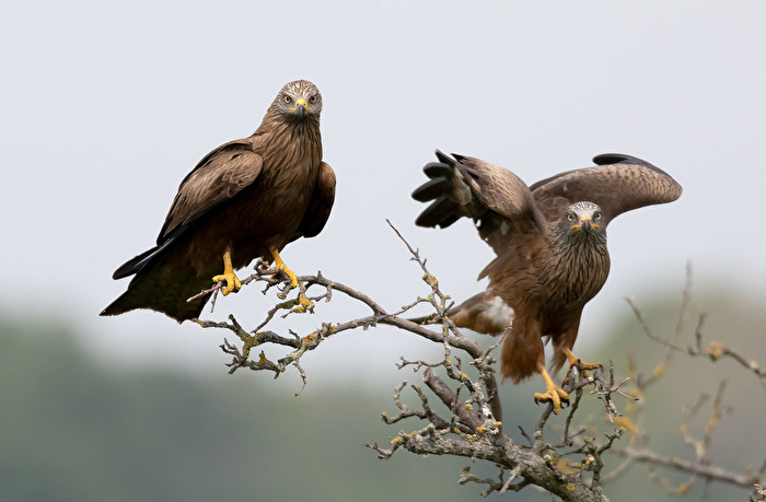 flieg schon mal vor