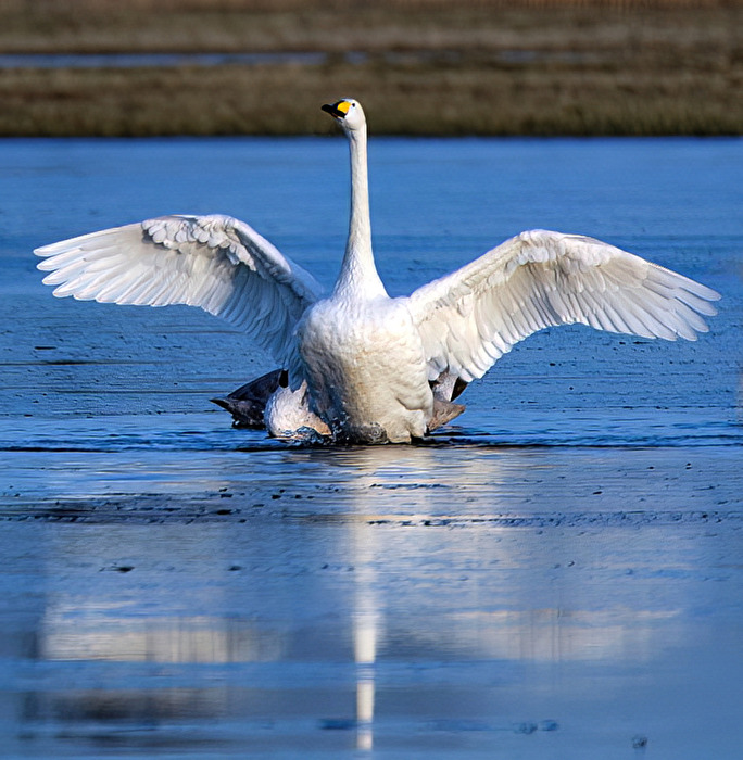Singschwan