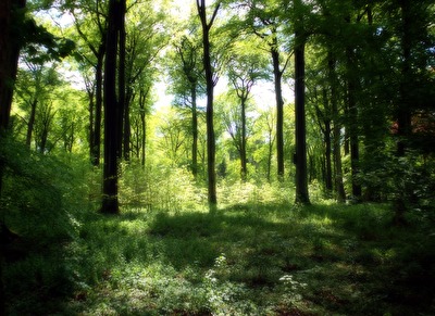 Tief im Forst