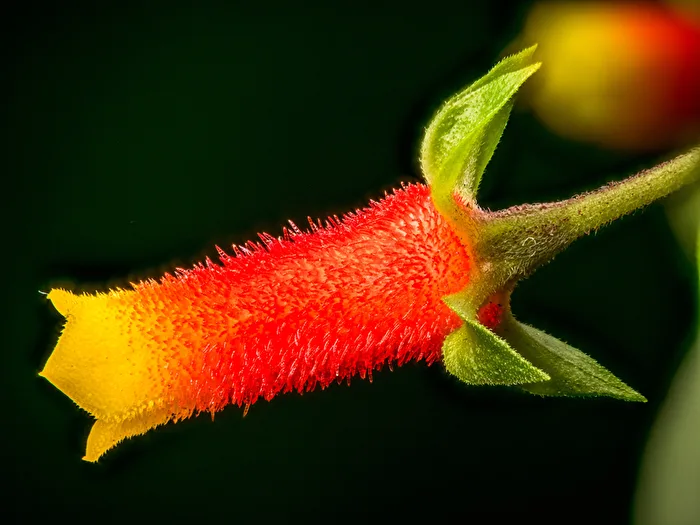Streichholzblume - Manettia luteorubra