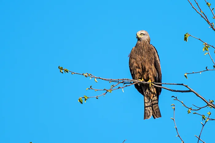 Black Kite