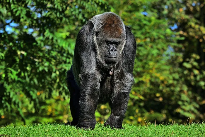 Silverback