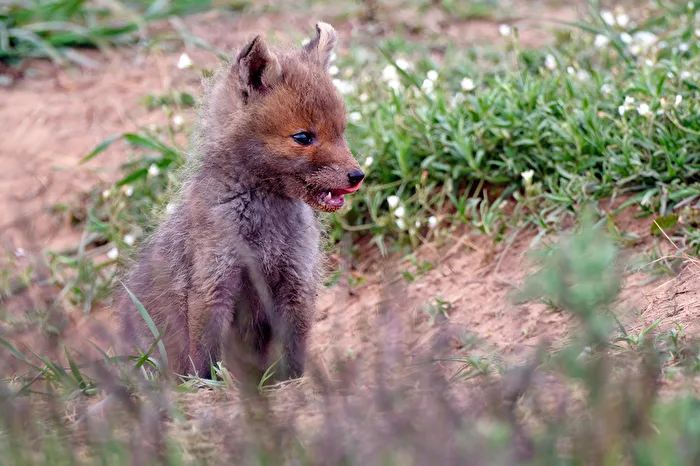 Fox Cubs