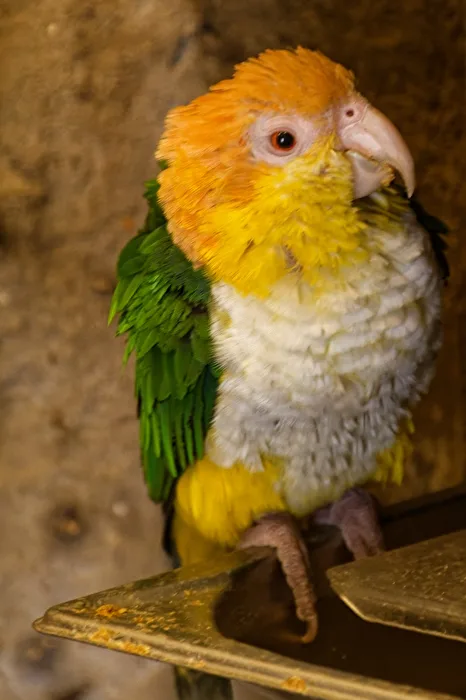 Papagei