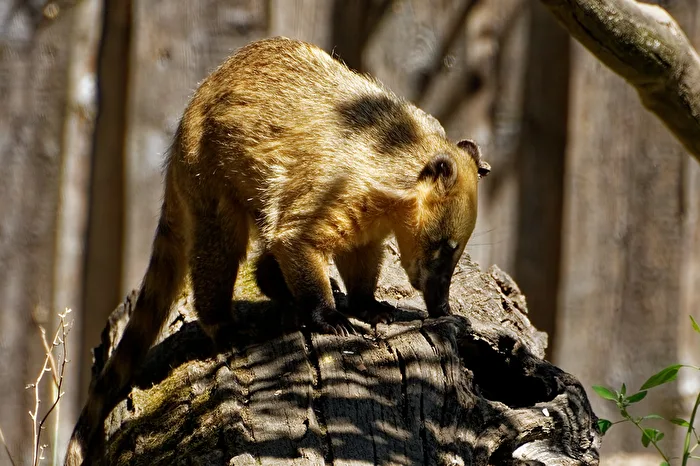 Coati