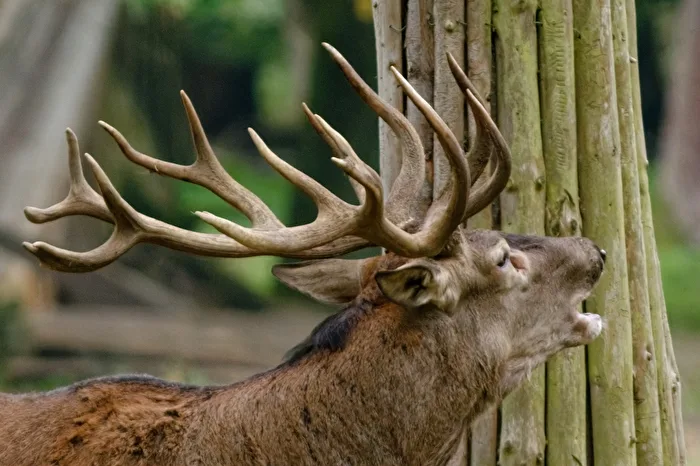 Red Deer
