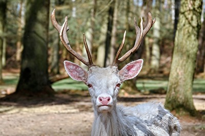 Weißer Hirsch