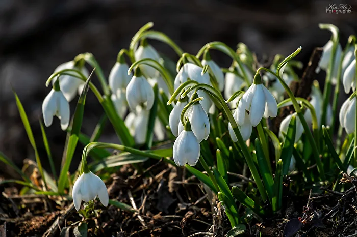 Snowdrop Meeting