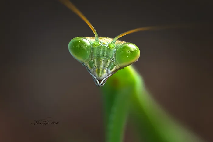 the praying mantis