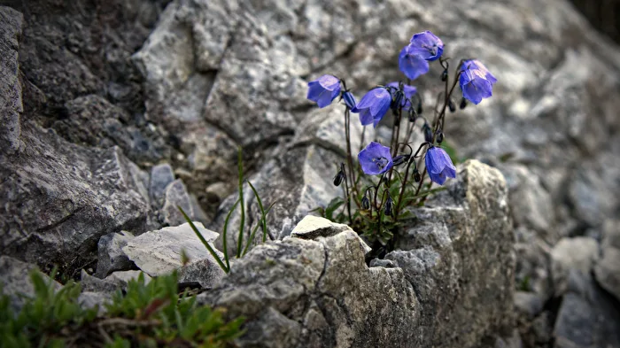 Bellflowers