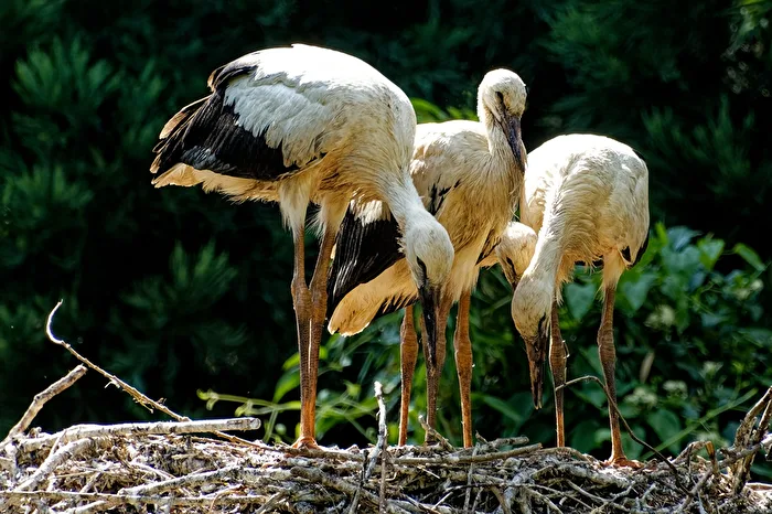 young storks