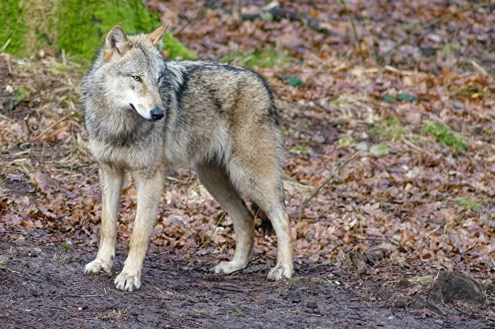 Wolf