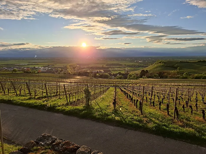 Vineyards at Sunset