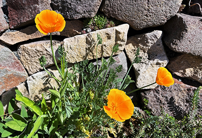 drei gelbe Blüten...