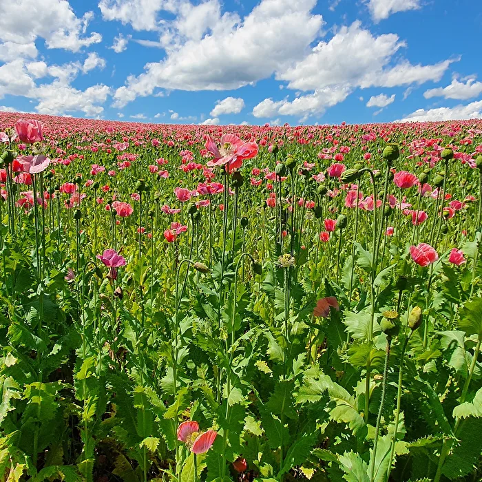 Mohnblüten