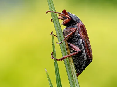 Maikäfer