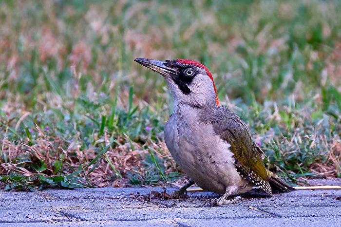 Green Woodpecker