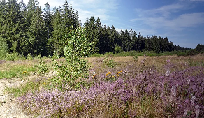 Also in Vogtland the heath blooms-1