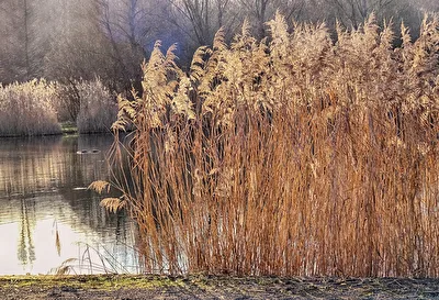 Fischteich