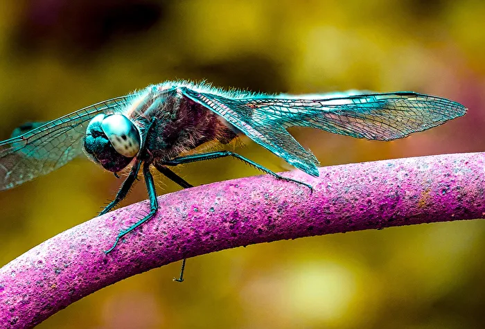 Libelle colorée