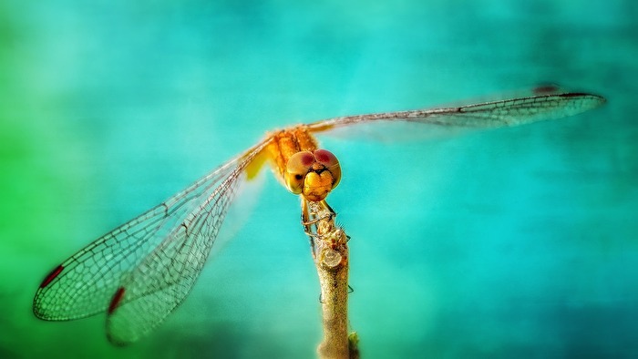 Dragon fly