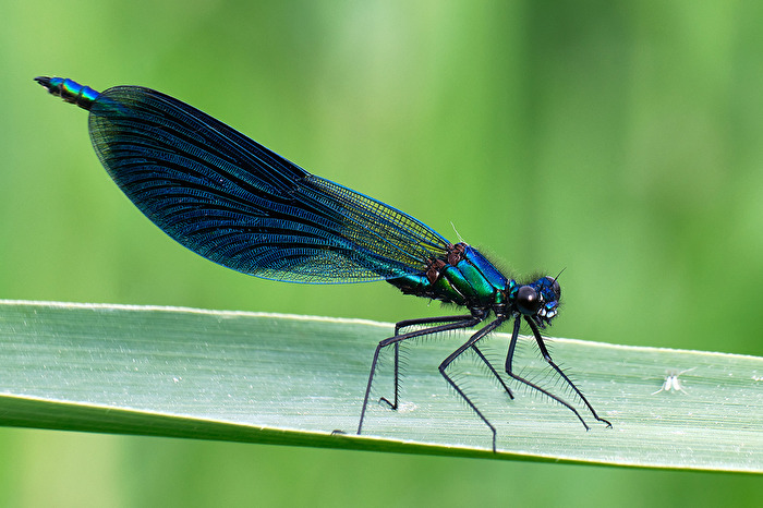 Blauflügel Prachtlibelle