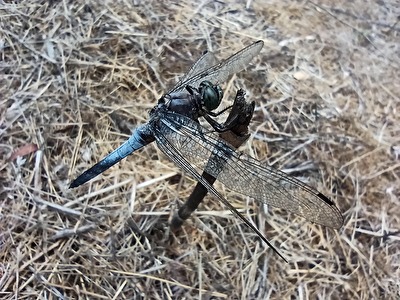 Eine Libelle vor dem Flug