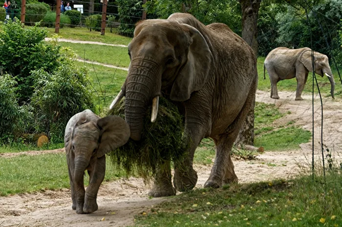 Éléphants