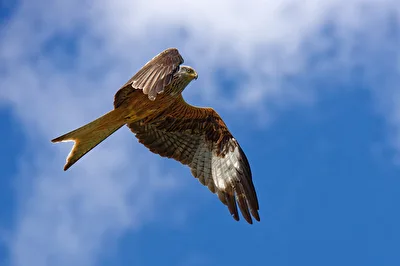 Segelflug - Rotmilan
