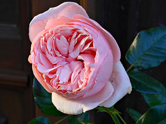 Rosenblüte