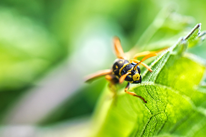 Wespe auf einer Sonnenblune