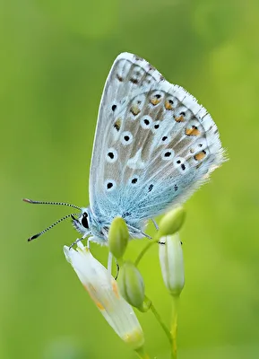 Silbergrüner Bläuling