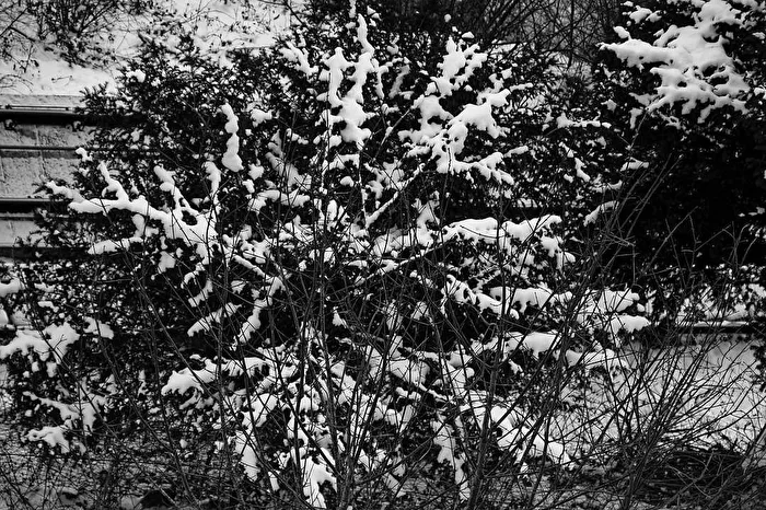 snow-covered bush or shrub