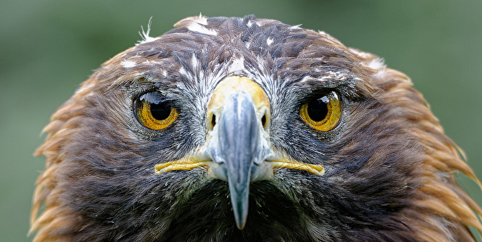 Aug' in Aug' - Steinadler