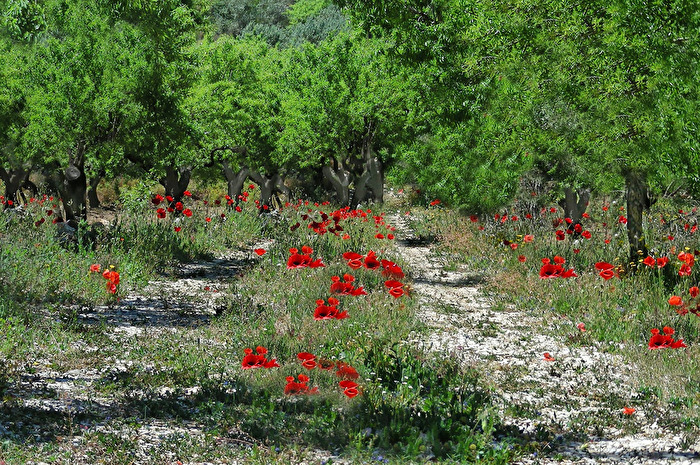 Weg der Mohnblume