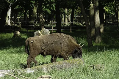 Wildgehege Moritzburg